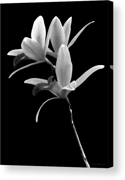 Orchid Acrylic Print featuring the photograph Flower - Orchid - The Exquisite Beauty of Laelia Orchids BW by Mike Savad