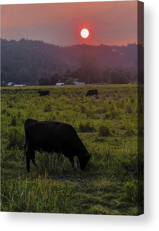 Forest Acrylic Print featuring the photograph Forest Fire Haze by Grey Coopre