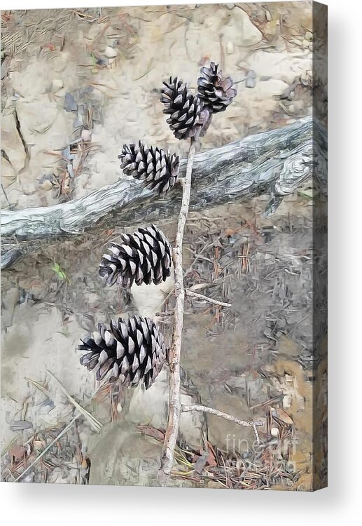 Pine Acrylic Print featuring the photograph Fruit Of The Pine by Rachel Hannah