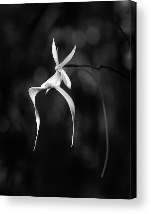 Black & White Acrylic Print featuring the photograph Ghost Orchid 2 BW by Rudy Wilms