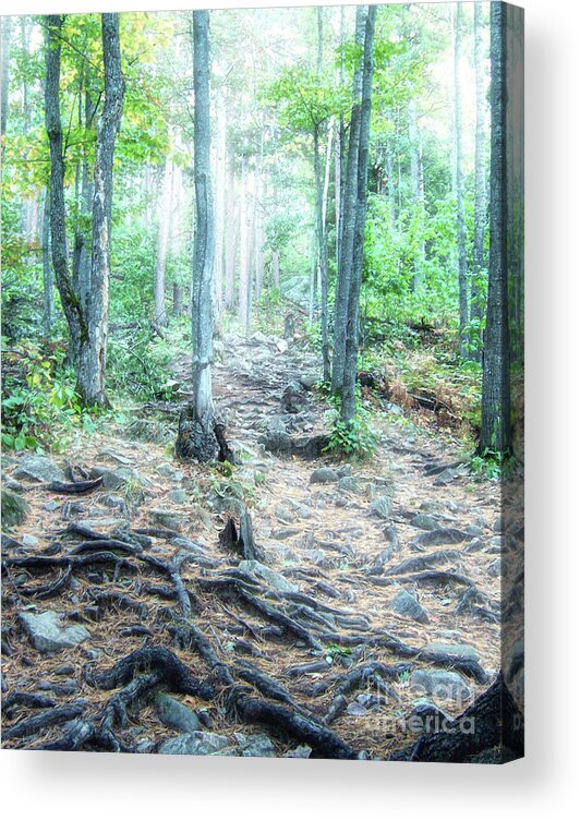 Sugarloaf Mountain Acrylic Print featuring the photograph Glowing Forest Trail by Phil Perkins