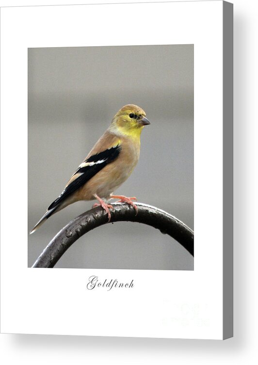 Bird Acrylic Print featuring the photograph Goldfinch by Dianne Morgado