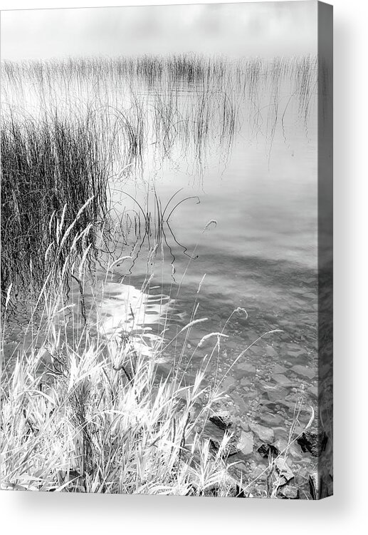 Black And White Photography Acrylic Print featuring the photograph Grasses and Reeds Black and White by Allan Van Gasbeck