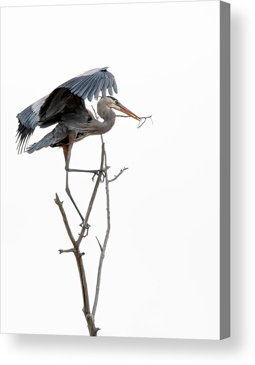 Stillwater Wildlife Refuge Acrylic Print featuring the photograph Great Blue Heron 8 by Rick Mosher