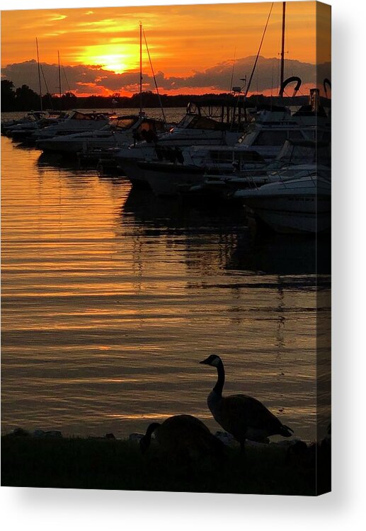 Geese Acrylic Print featuring the photograph Green Bay Marina by Grey Coopre