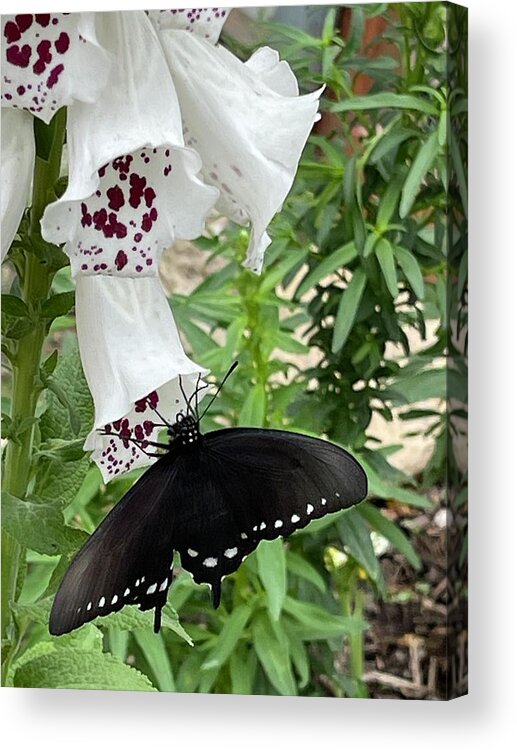 Butterfly Black White Flower Maroon Leaves Green Beige Wall Insect Acrylic Print featuring the digital art Happy Butterfly by Kathleen Boyles