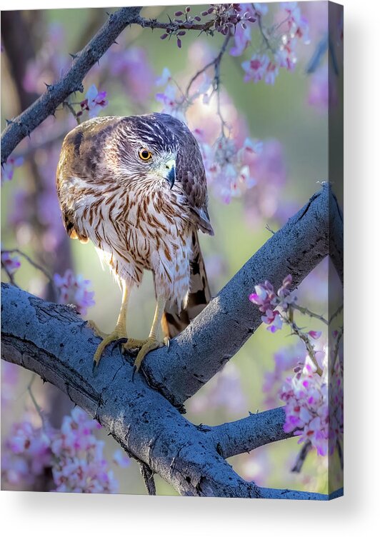 Accipiter Cooperii Acrylic Print featuring the photograph Hawk Among the Blossoms by James Capo