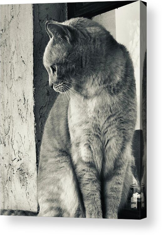 Cat Acrylic Print featuring the digital art Hi Noon by Michelle Hoffmann
