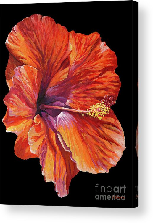 Hibiscus Acrylic Print featuring the painting Hibiscus on Black by John Clark