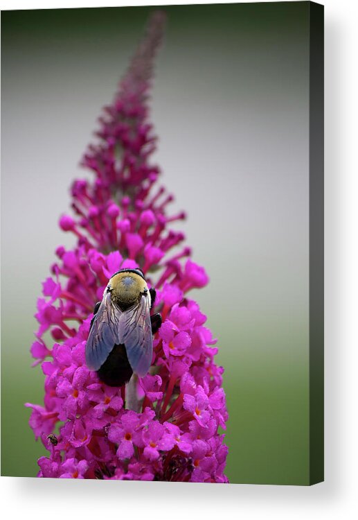Bee Acrylic Print featuring the photograph Honey Highway by Charles Floyd