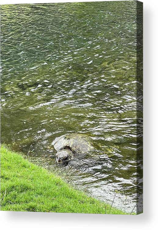 Honu Acrylic Print featuring the photograph Honu, green sea turtle, rests from the ocean by Lehua Pekelo-Stearns