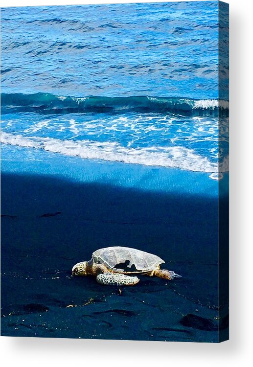 Honu Green Sea Turtle Hawaii Acrylic Print featuring the photograph Honu rests on a black sand beach in Punaluu, Hawaii by Lehua Pekelo-Stearns