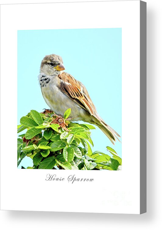 Bird Acrylic Print featuring the photograph House Sparrow by Dianne Morgado