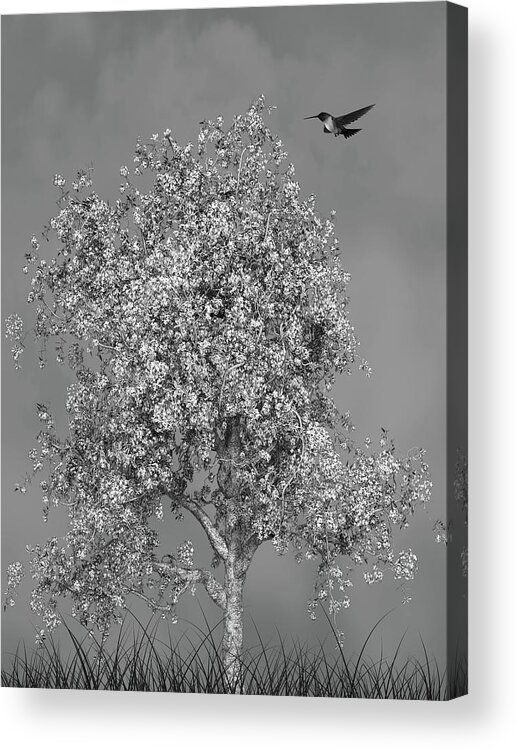 Hummingbird Acrylic Print featuring the mixed media Hummingbird At The Flowering Tree Black and White by David Dehner