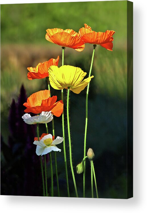 Poppies Acrylic Print featuring the photograph Iceland Poppies in the Sun by Gill Billington