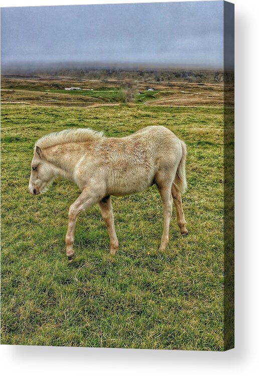 Iceland Acrylic Print featuring the photograph Icelanding white Horse by Yvonne Jasinski