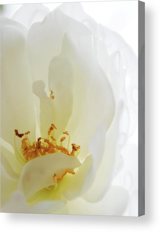 Flower Acrylic Print featuring the photograph Icy by Gena Herro