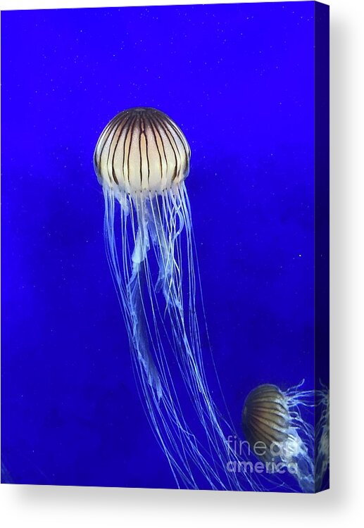 Jellyfish Acrylic Print featuring the photograph Jellyfish in the Deep Blue by Barbara Von Pagel