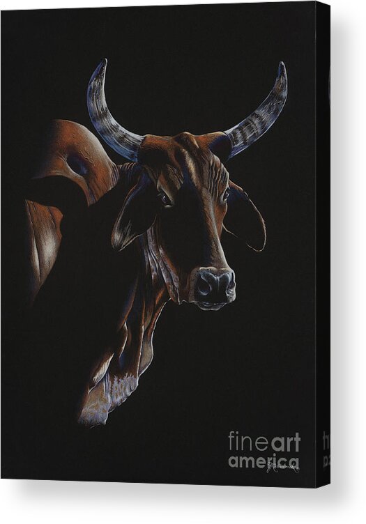 Brahma Acrylic Print featuring the drawing Jeremiah by Jill Westbrook
