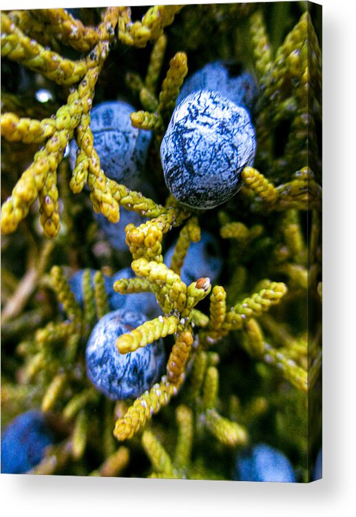Juniper Acrylic Print featuring the photograph Juniper Berries by W Craig Photography