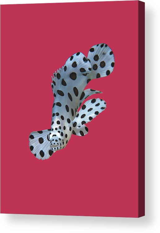 Juvenile Fish Acrylic Print featuring the mixed media Juvenile fish - Small Grouper, close and intense - Viva Magenta Background - by Ute Niemann