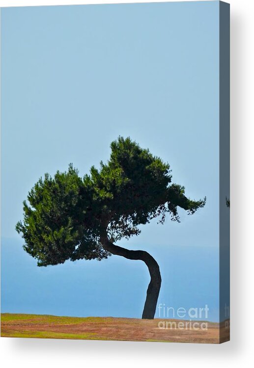 Tree Acrylic Print featuring the photograph Leaning Pine by Beth Myer Photography
