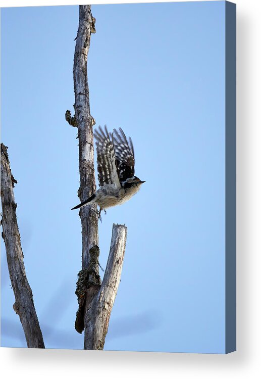 Dendrocopos Minor Acrylic Print featuring the photograph Let's go my friend. Lesser spotted woodpecker by Jouko Lehto