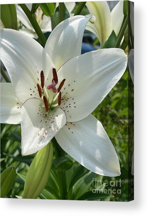 Lily Acrylic Print featuring the photograph Lily by Deena Withycombe