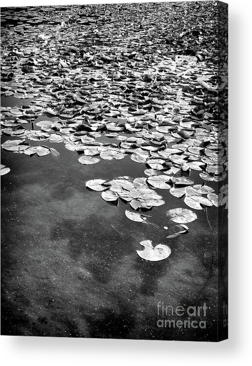 Ann Arbor Acrylic Print featuring the photograph Lily Pads by Phil Perkins