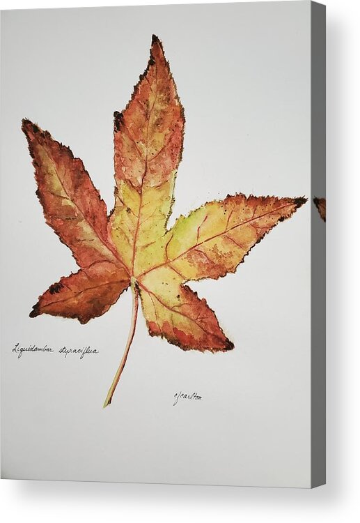 Botanical Acrylic Print featuring the painting Liquidambar 2- Watercolor by Claudette Carlton