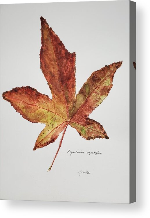 Botanical Acrylic Print featuring the painting Liquidambar 3 - Watercolor by Claudette Carlton