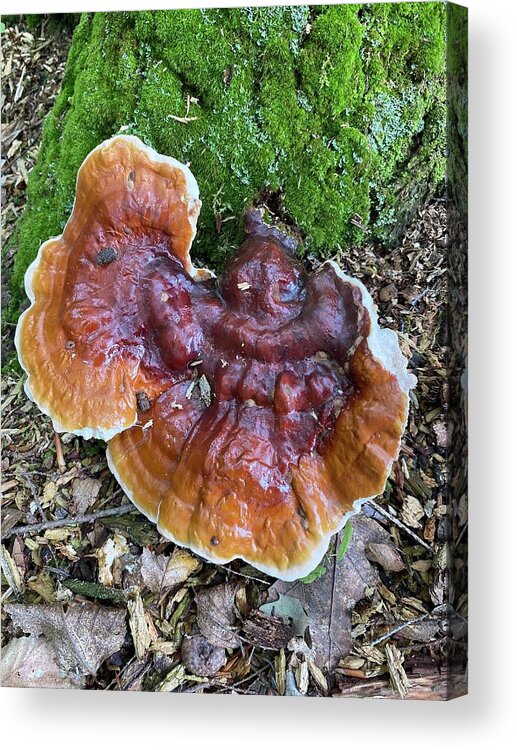 Mushroom Acrylic Print featuring the photograph Majestic Mushrooms #33 by Anjel B Hartwell