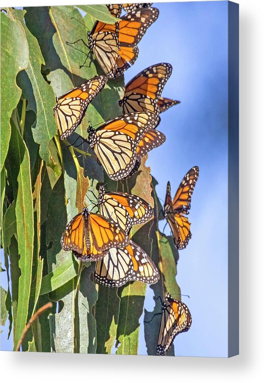 Sanra Cruz Acrylic Print featuring the photograph Monarch Butterflies #1 by Carla Brennan
