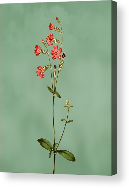 Morocco Catchfly Acrylic Print featuring the mixed media Morocco Catchfly Flower on Misty Green With Dry Brush Effect by Movie Poster Prints