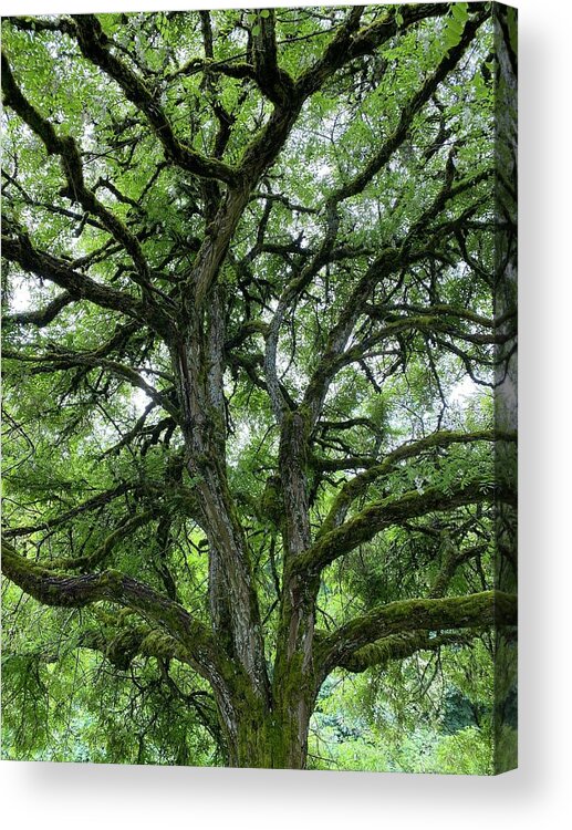 Moss Acrylic Print featuring the photograph Moss Covered Twisted Tree Branches by Jerry Abbott