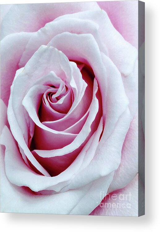Rose Acrylic Print featuring the photograph Muted Pink Old Fashioned Rose by Amy Dundon