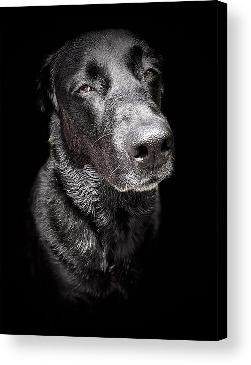 Dog Acrylic Print featuring the photograph My Dog Darby by David Letts