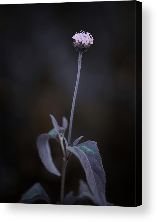 Flowers Acrylic Print featuring the photograph Nature Pic 3 by Gian Smith