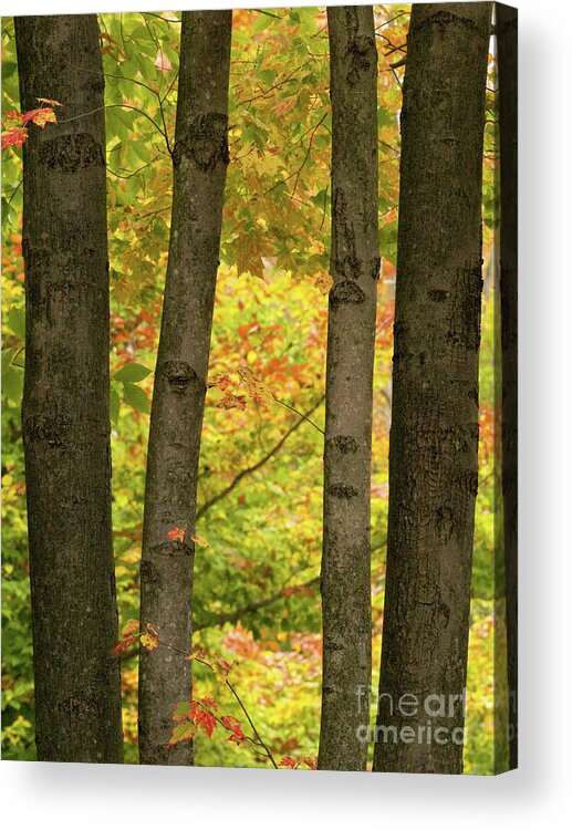 Nature Acrylic Print featuring the photograph On An Overcast Day In Autumn 7 by Dorothy Lee