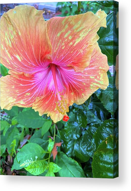 Flower Acrylic Print featuring the photograph Orange And Pink Hibiscus by Jeff Iverson
