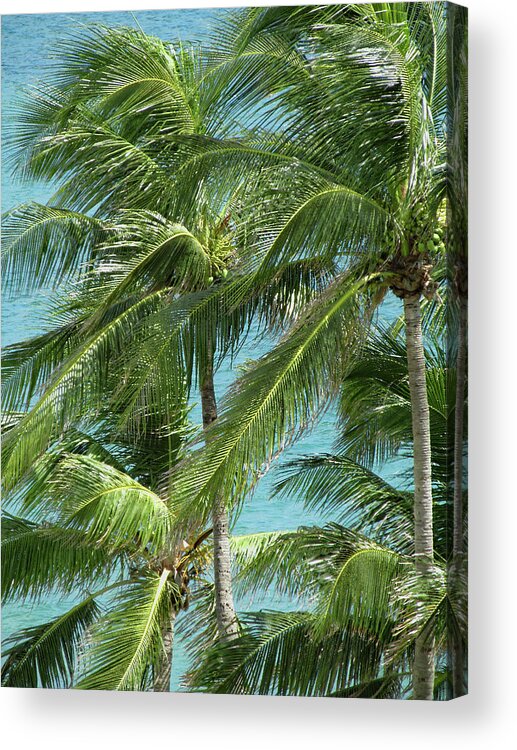 Palm Acrylic Print featuring the photograph Palm Trees by the Ocean by Corinne Carroll