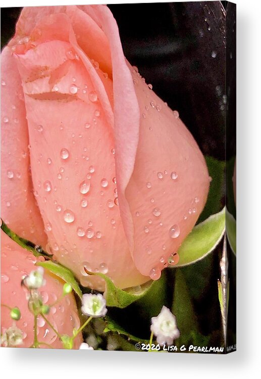 Rose Acrylic Print featuring the photograph Peach Roses by Lisa Pearlman