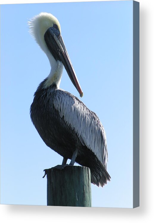  Acrylic Print featuring the photograph Pelican Roost by Heather E Harman