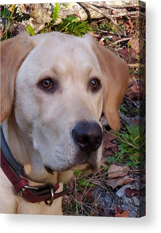 Yellow Labs Acrylic Print featuring the photograph Perfect Profile by Kim Galluzzo