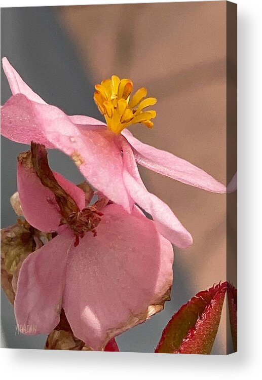 Begonia Acrylic Print featuring the digital art Pink Begonias by Mariam Bazzi