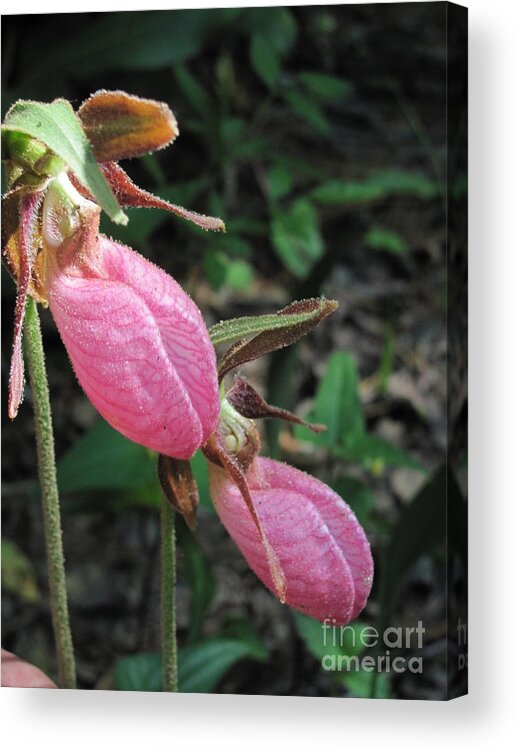 Lady Slippers Acrylic Print featuring the photograph Pink Lady Slippers by Anita Adams