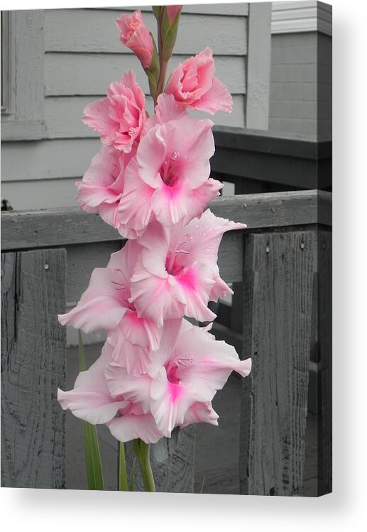  Acrylic Print featuring the photograph Pink on Grey by John Parry