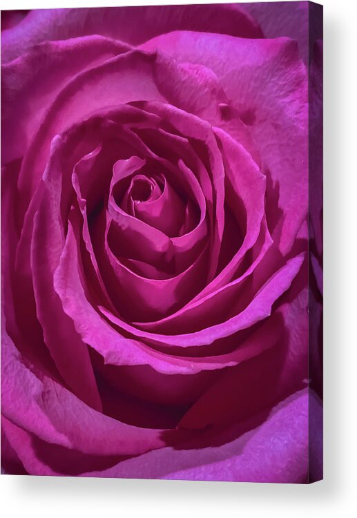 Pink Acrylic Print featuring the photograph Pink Rose by Anamar Pictures