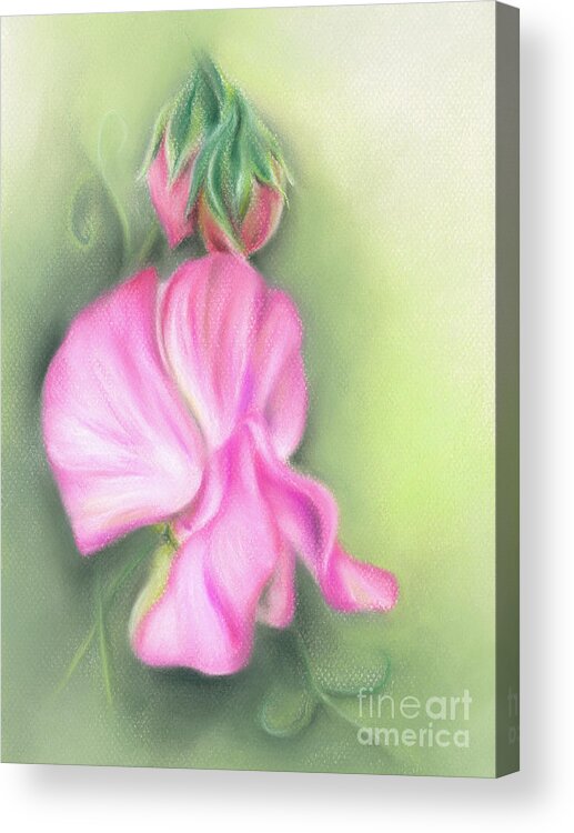 Botanical Acrylic Print featuring the painting Pink Sweet Pea Flower and Buds by MM Anderson