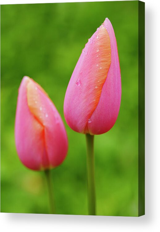 Backyard Acrylic Print featuring the photograph Pink Tulips Vertical by Todd Bannor